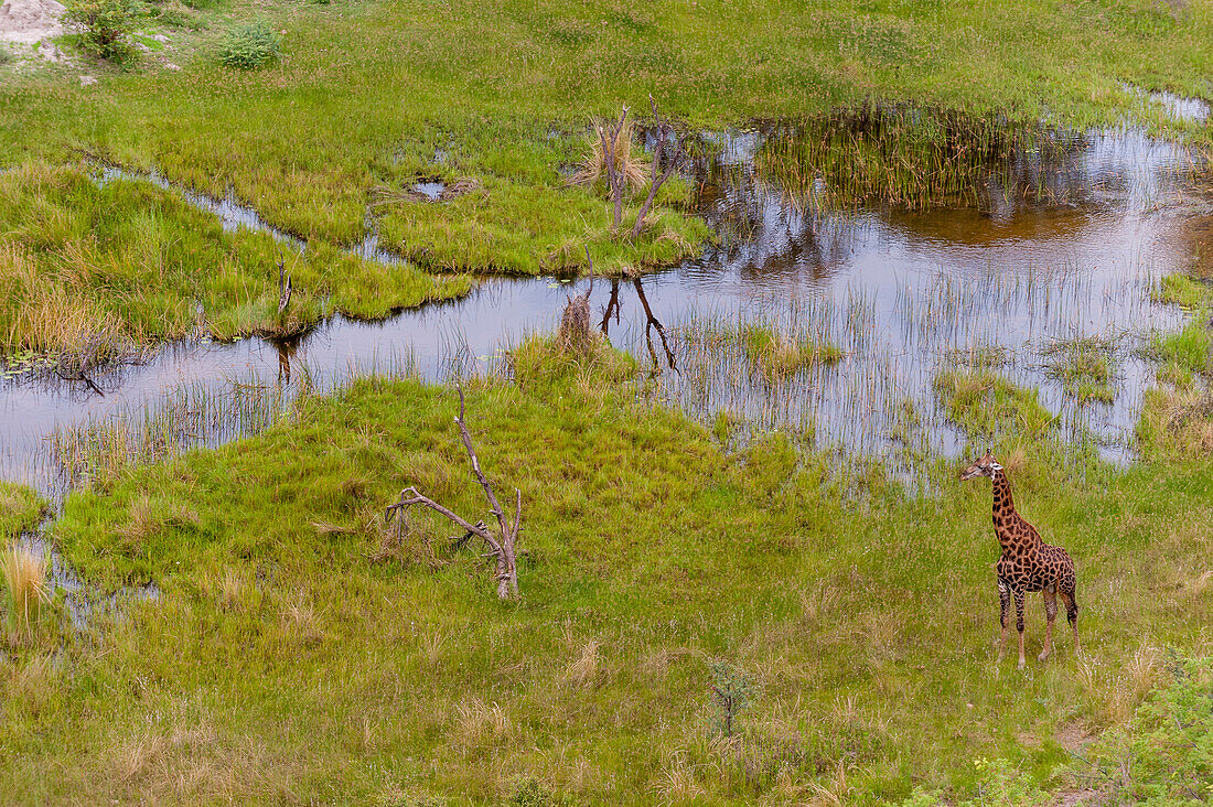 An aerial view of a southern giraffe, Giraffa camelopardalis, in a floodplain. Okavango Delta, Botswana.