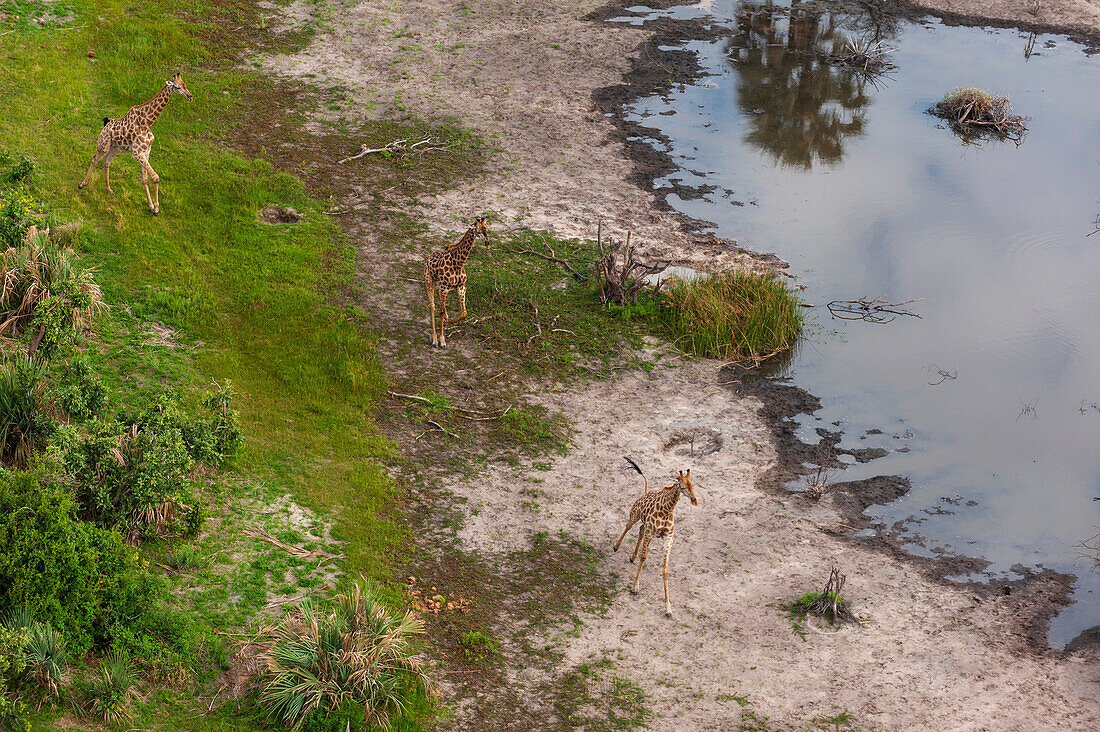 An aerial view of southern giraffes, Giraffa camelopardalis, running. Okavango Delta, Botswana.