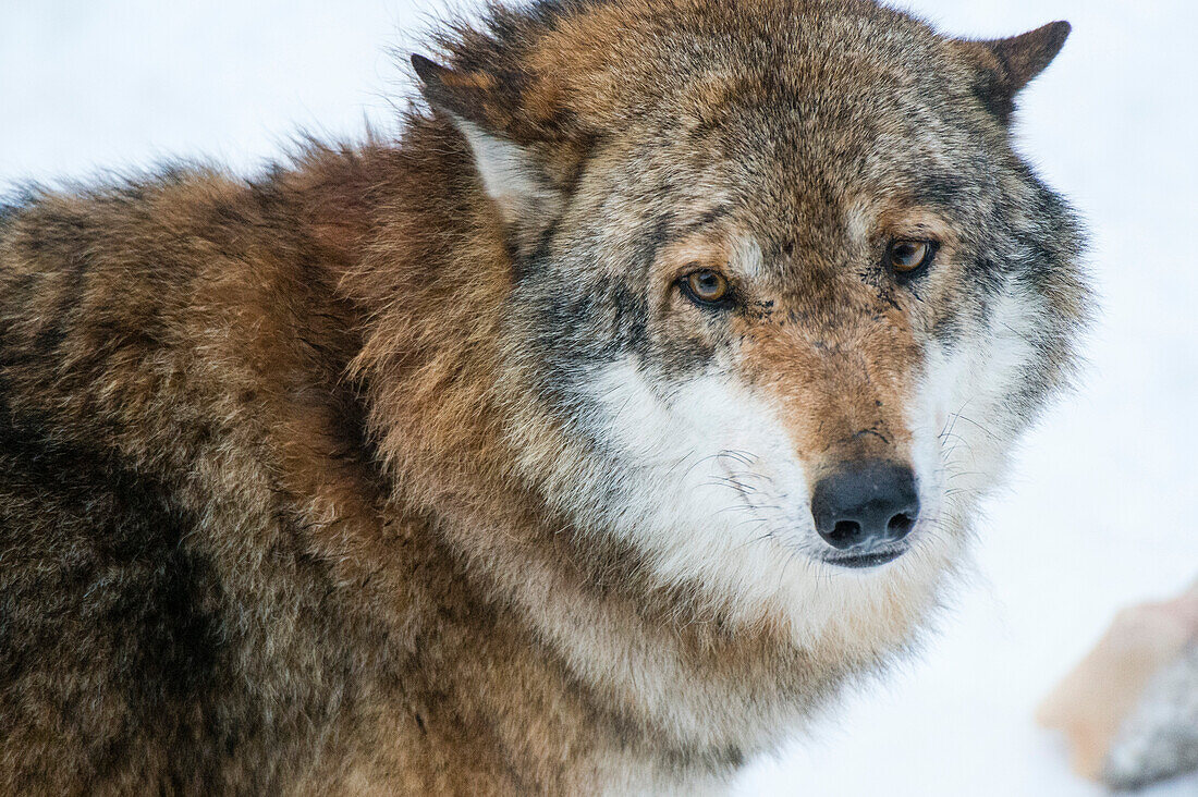 Grauer Wolf, Canis lupus, in der Nähe des Nationalparks Bayerischer Wald. Deutschland.