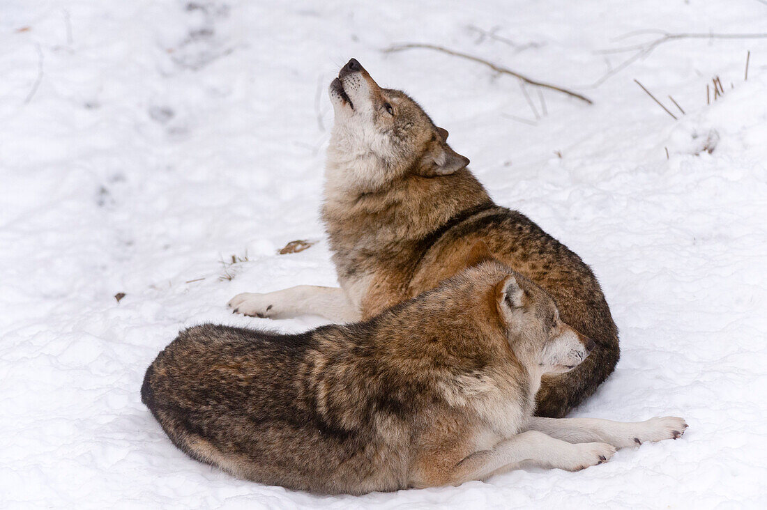 Zwei Graue Wölfe, Canis lupus, heulen im Nationalpark Bayerischer Wald. Deutschland.