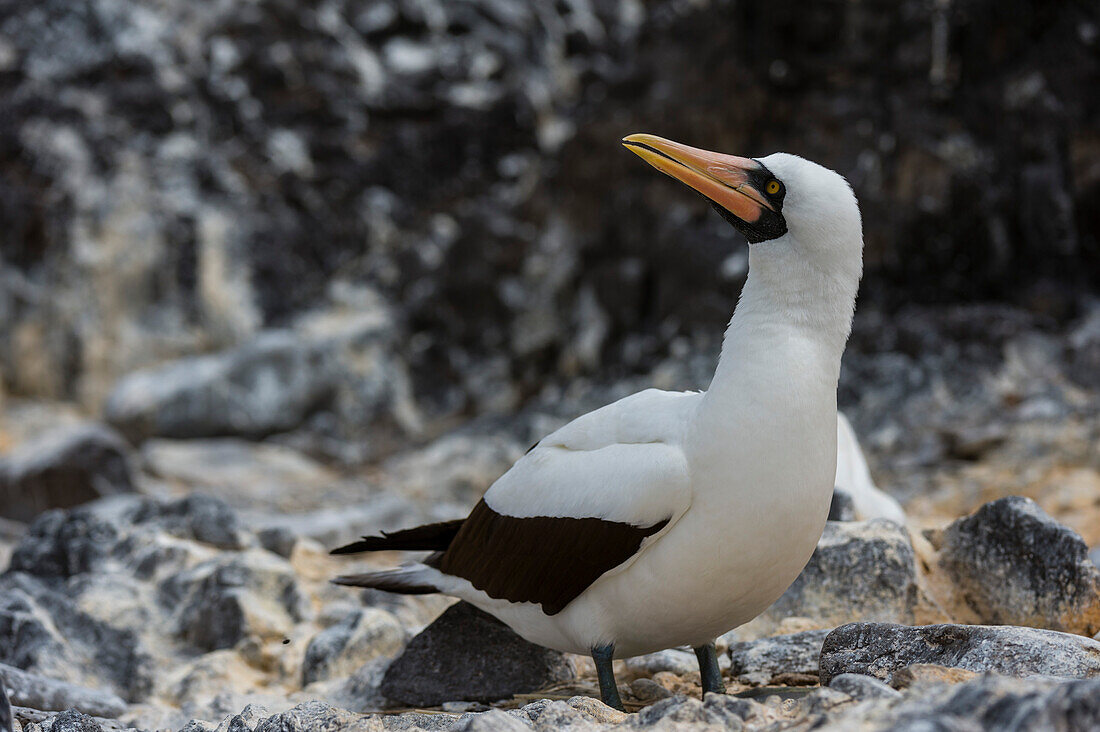 Porträt eines Nazca-Tölpels, Sula dactylatra granti, der auch als Maskentölpel bekannt ist. Insel Espanola, Galapagos, Ecuador