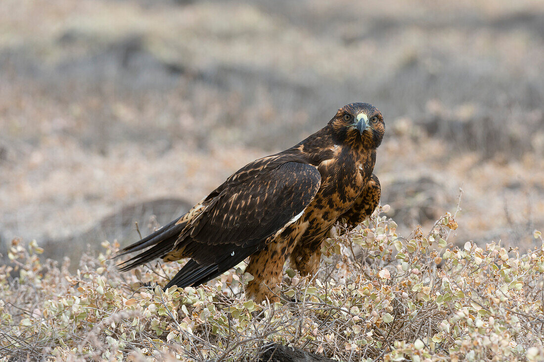 A Galapagos hawk, Buteo galapagoensis, looks at the camera. Espanola Island, Galapagos, Ecuador