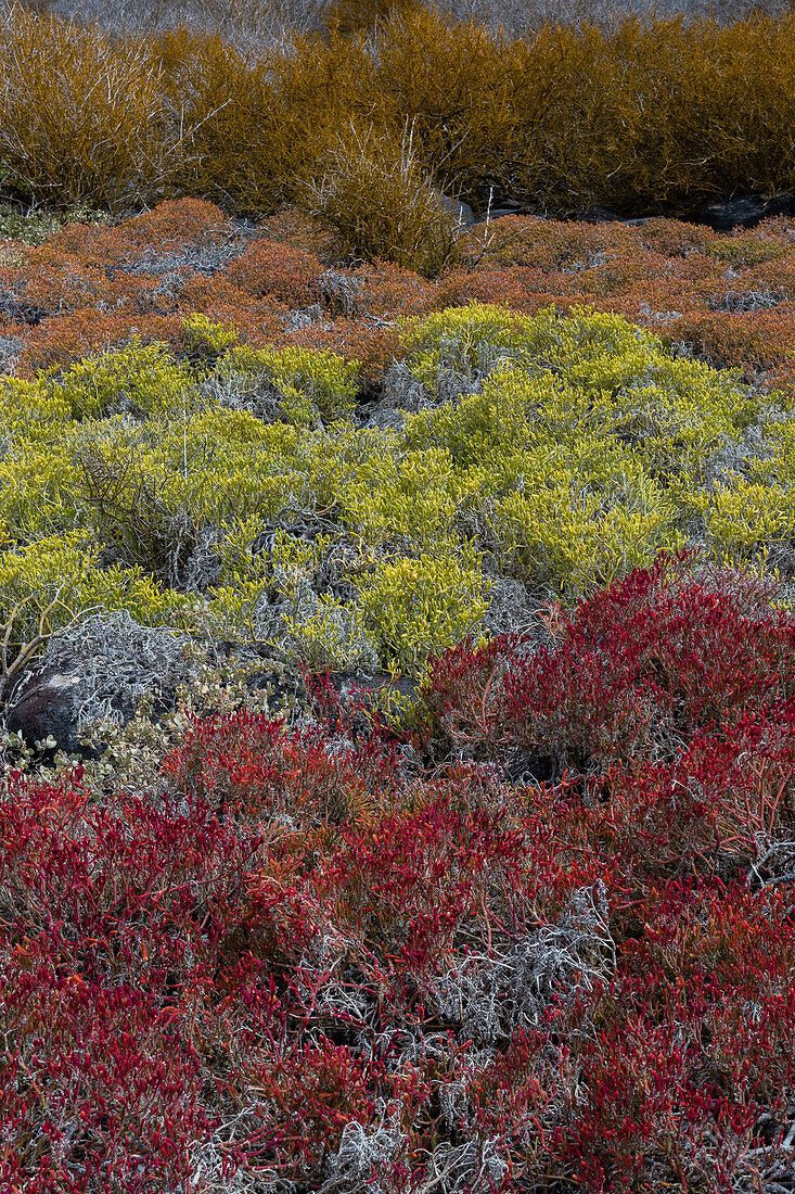 Farbenfrohe Vegetation auf Punta Suarez. Insel Espanola, Galapagos, Ecuador