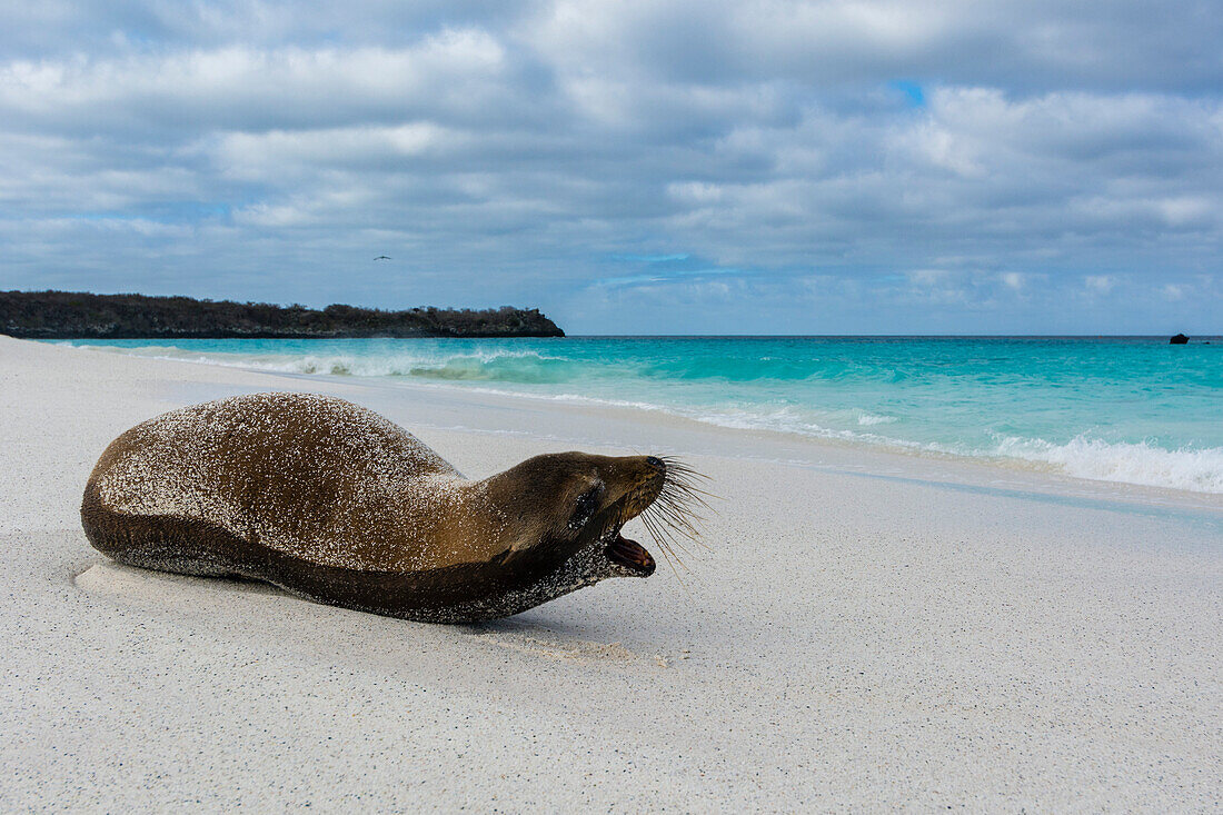 Galapagos-Seelöwe, Zalophus californianus wollebaeki, ruhend an einem Sandstrand. Gardner Bay, Galapagos, Ecuador
