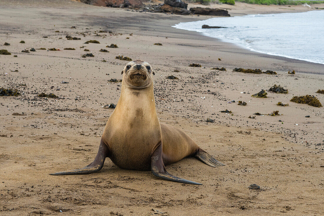 A curious Galapagos sea lions, Zalophus californianus wollebaeki, looking at the photographer. Floreana Island, Galapagos, Ecuador