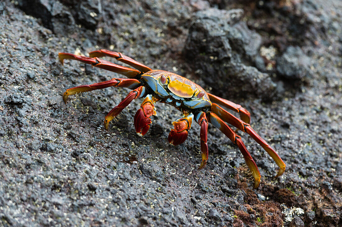 Porträt einer Sally-Leichtfußkrabbe, Grapsus grapsus. Floreana-Insel, Galapagos, Ecuador