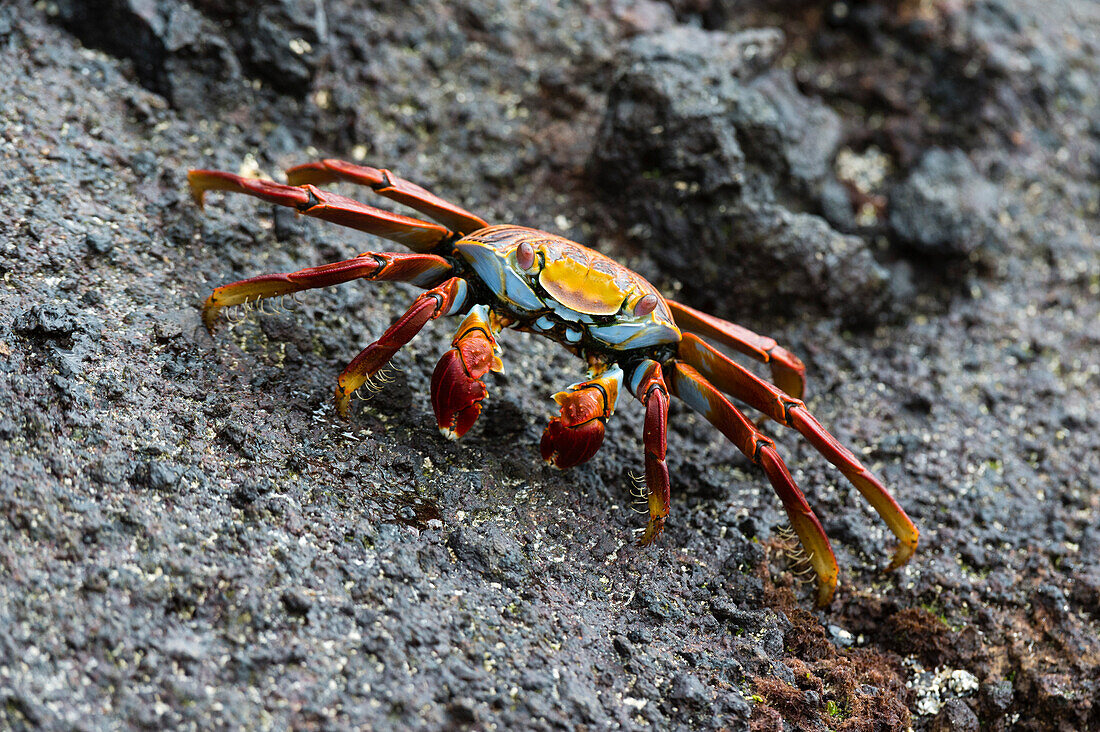 Portrait of a Sally lightfoot crab, Grapsus grapsus. Floreana Island, Galapagos, Ecuador