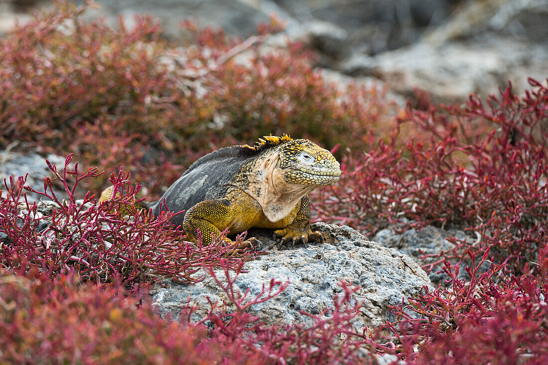 A land iguana, Conolophus subcristatus. South Plaza Island, Galapagos, Ecuador