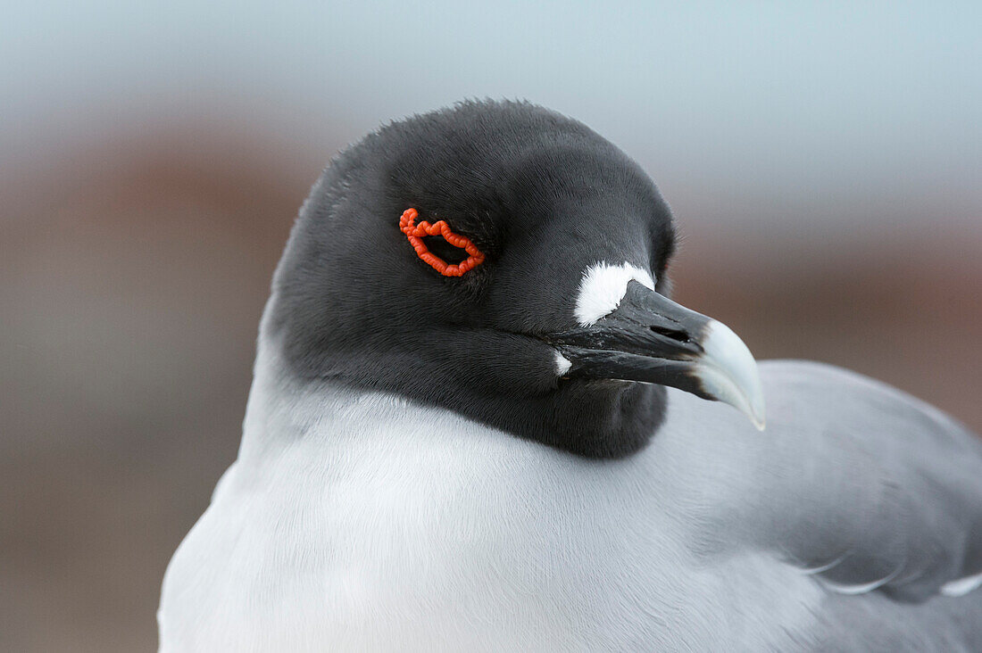 Portrait of a swallow-tailed gull, Larus furcatus. South Plaza Island, Galapagos, Ecuador