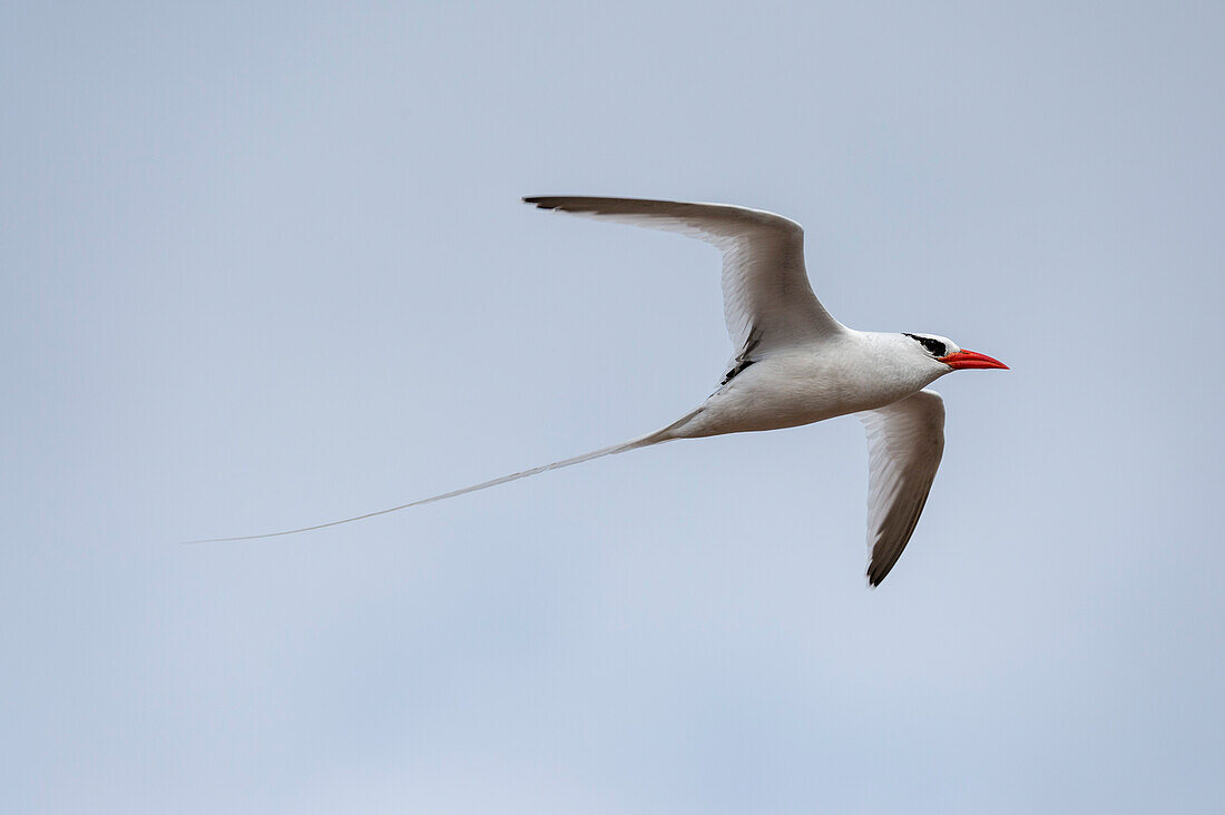 Ein Rotschnabel-Tropikvogel, Phaethon aethereus, im Flug. Südliche Plaza-Insel, Galapagos, Ecuador