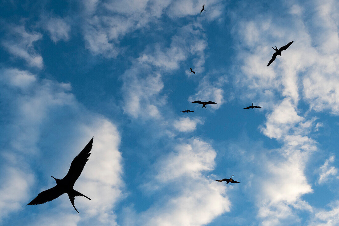 Fregattvögel, Fregata minor ridgwayi, im Flug gegen einen blauen Himmel. Südliche Plaza-Insel, Galapagos, Ecuador
