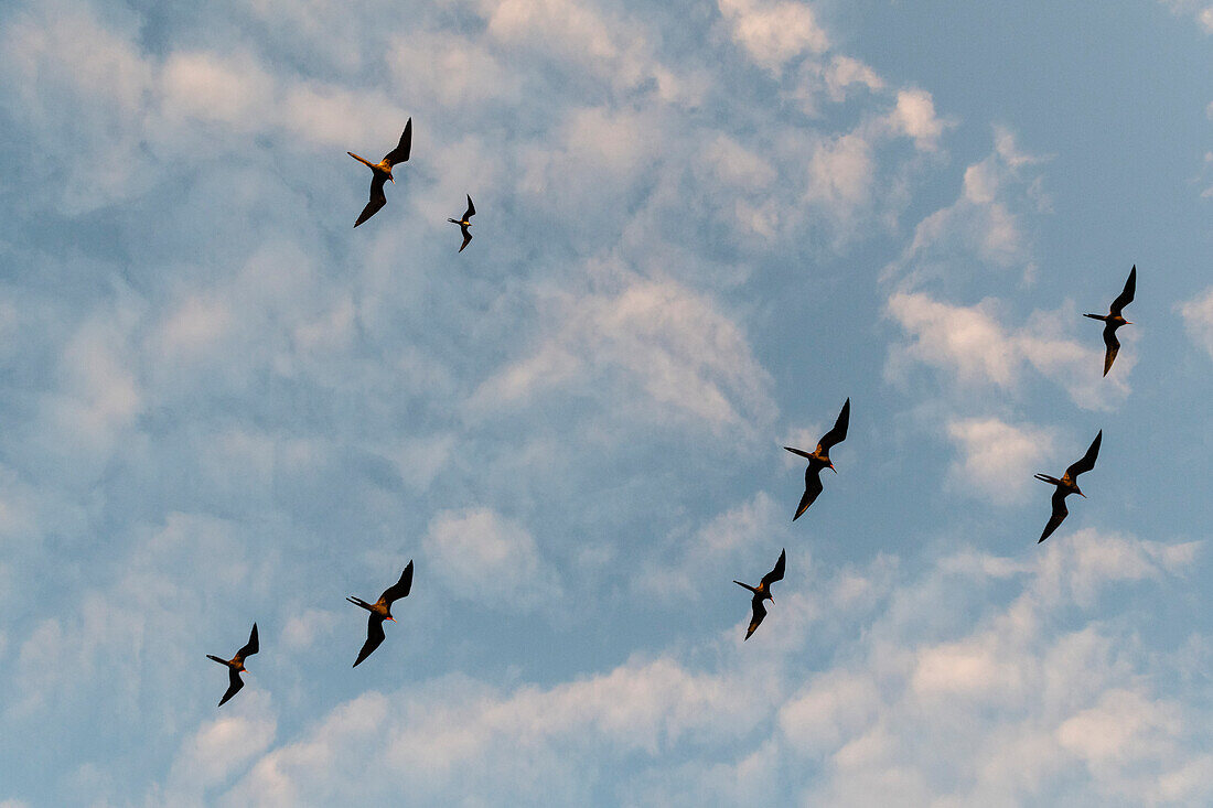 Great frigate birds, Fregata minor ridgwayi, flying against a blue sky. South Plaza Island, Galapagos, Ecuador