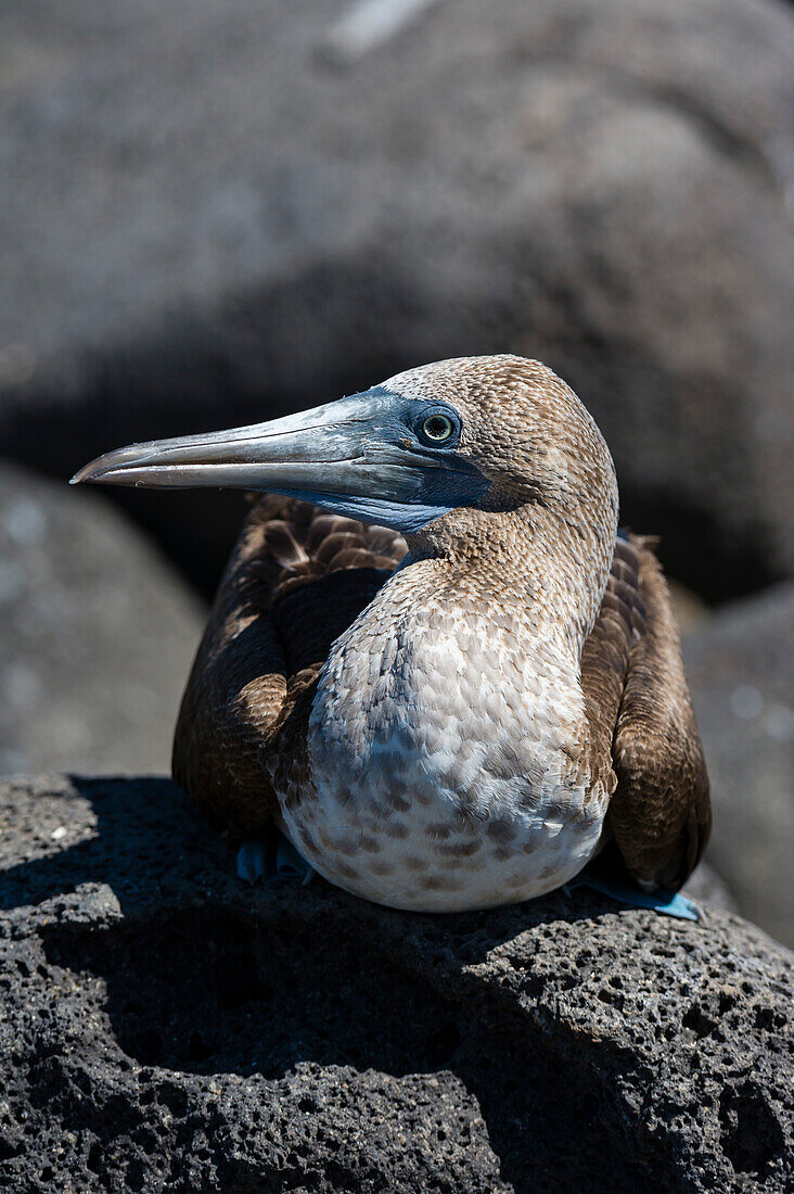 Ein Blaufußtölpel, Sula nebouxii. Nord-Seymour-Insel, Galapagos, Ecuador