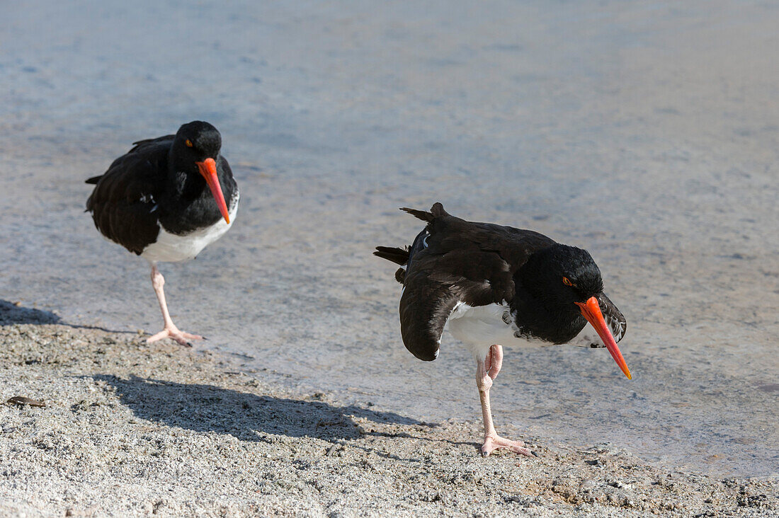 American oystercatchers, Haematopus palliatus, standing on one leg at the shoreline. North Seymour island, Galapagos, Ecuador