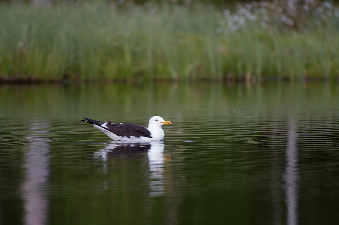 Eine Mantelmöwe, Larus fuscus, schwimmt in einem See. Kuhmo, Oulu, Finnland.