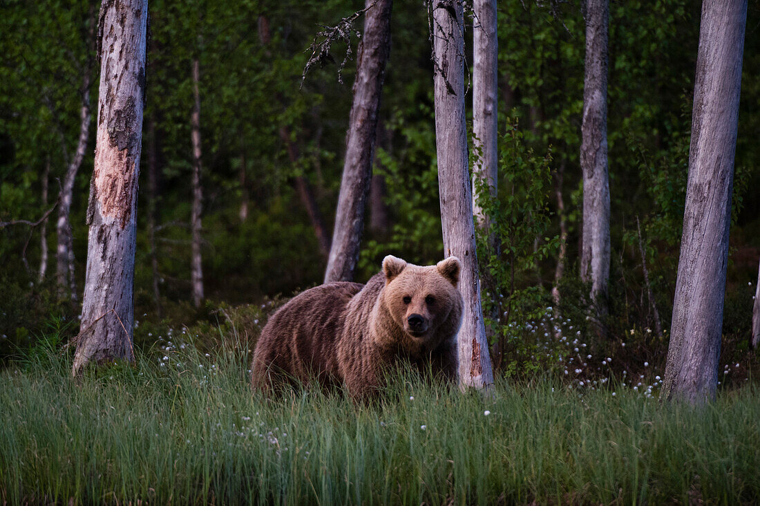 Ein europäischer Braunbär, Ursus arctos arctos, im hohen Gras. Kuhmo, Oulu, Finnland.