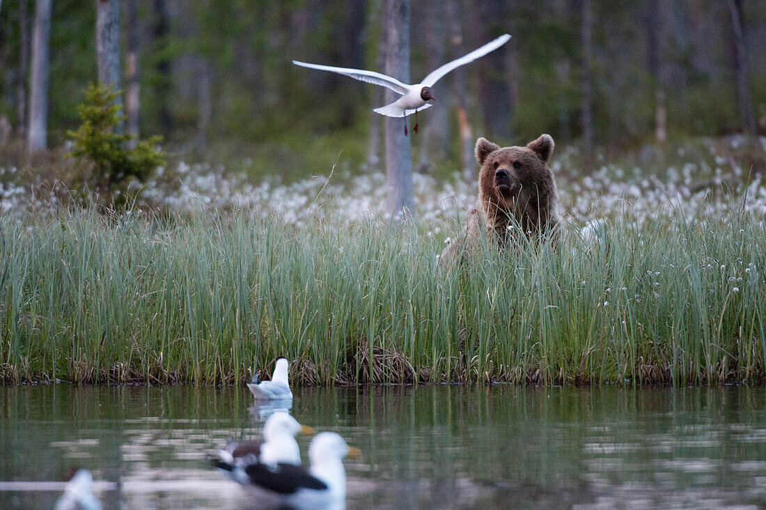 A European brown bear, Ursus arctos arctos, in tall grass watching gulls. Kuhmo, Oulu, Finland.