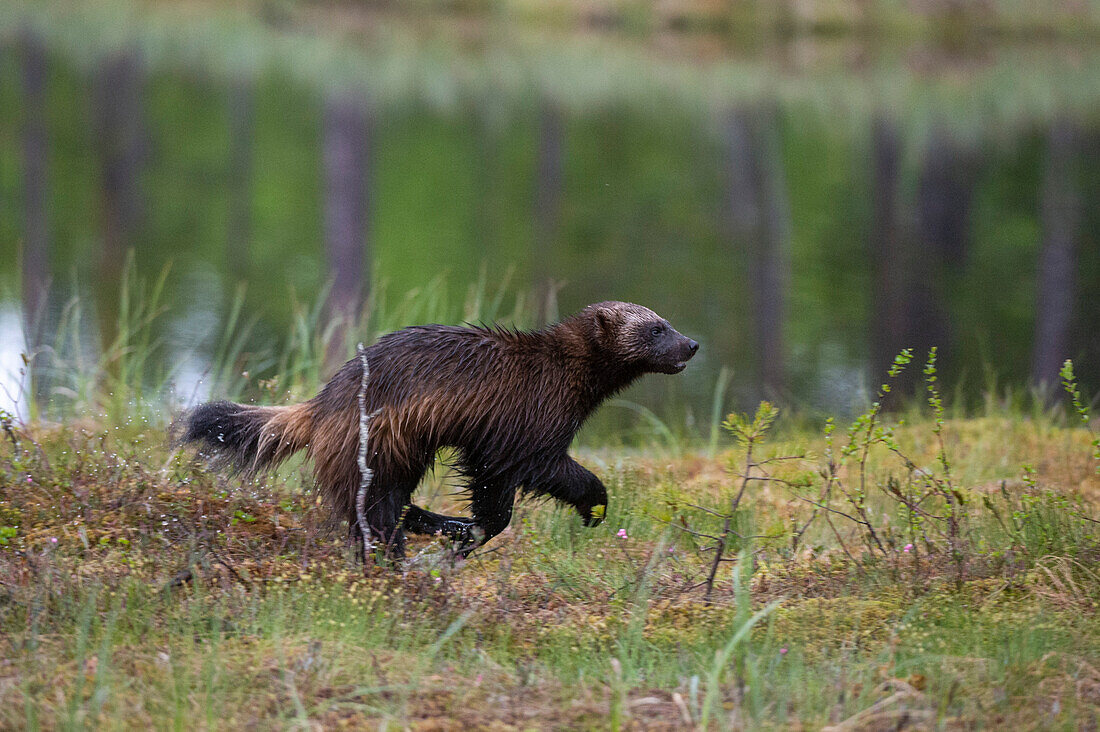 Porträt eines Vielfraßes, Gulo gulo, beim Laufen. Kuhmo, Oulu, Finnland.