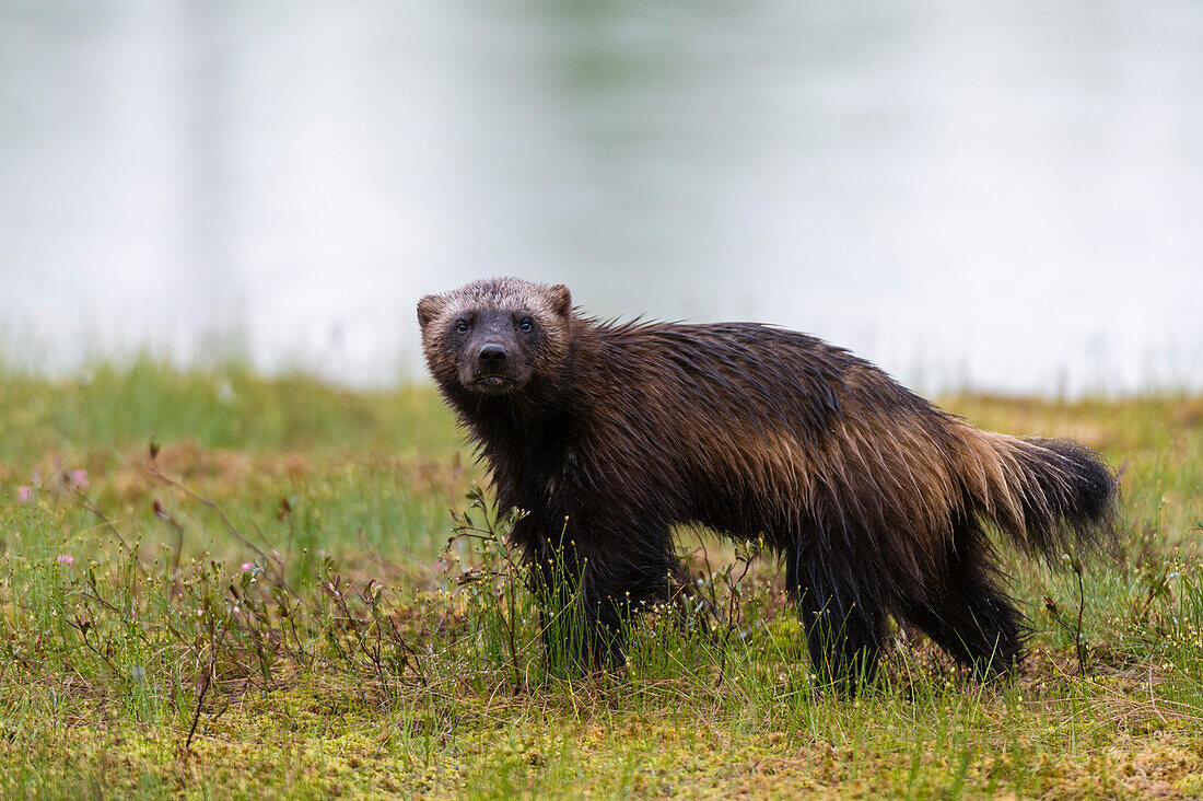 Portrait of a wolverine, Gulo gulo, looking at the camera. Kuhmo, Oulu, Finland.