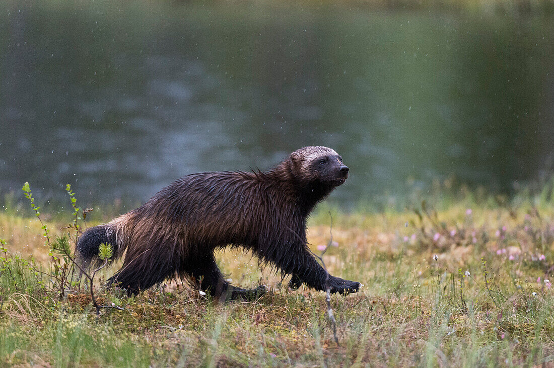 Portrait of a wolverine, Gulo gulo, running in the rain. Kuhmo, Oulu, Finland.