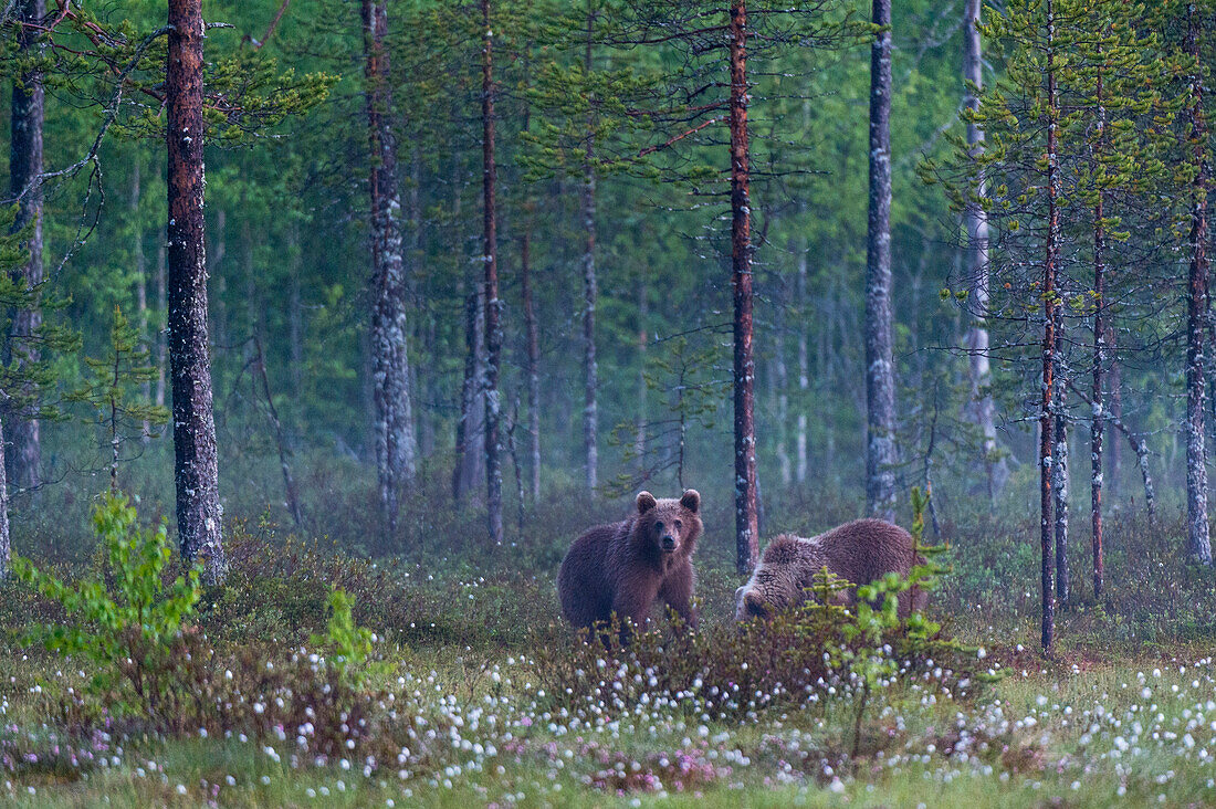 Zwei junge Europäische Braunbären, Ursus arctos arctos, in einem Wald. Kuhmo, Oulu, Finnland.