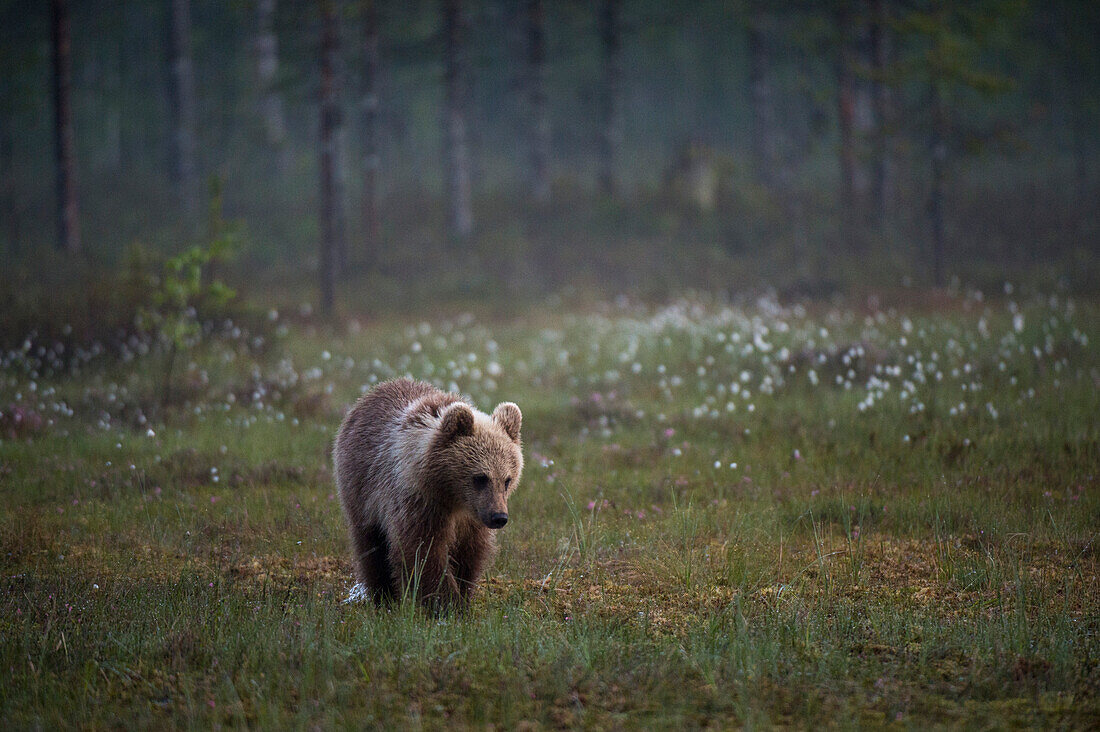 Ein junger Europäischer Braunbär, Ursus arctos arctos, beim Spaziergang im Wald. Kuhmo, Oulu, Finnland.