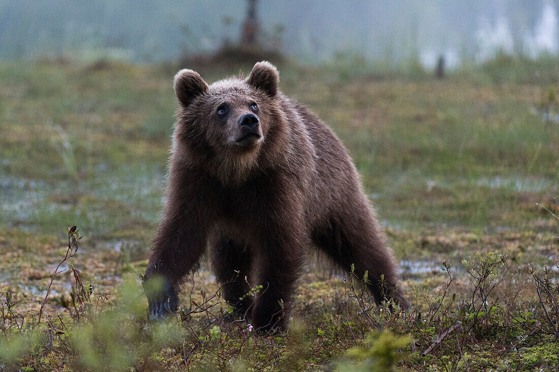 Ein junger Europäischer Braunbär, Ursus arctos arctos, geht und schaut nach oben. Kuhmo, Oulu, Finnland.