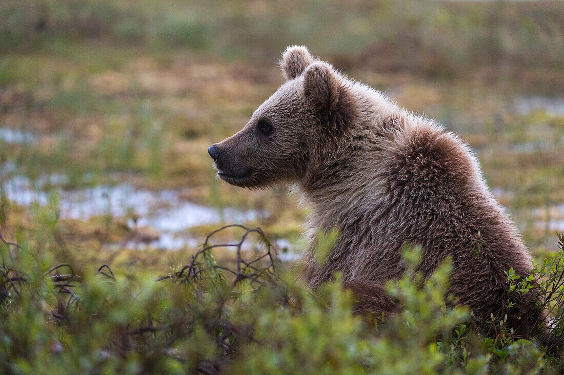 Ein junger Europäischer Braunbär, Ursus arctos arctos, hinter einem Busch. Kuhmo, Oulu, Finnland.