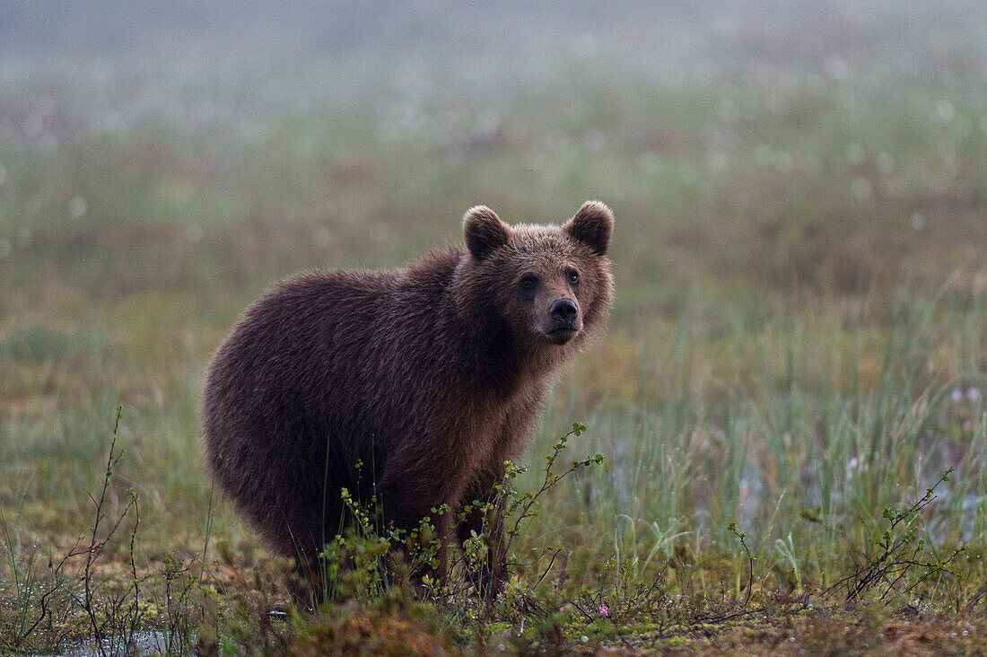 Porträt eines jugendlichen europäischen Braunbären, Ursus arctos arctos. Kuhmo, Oulu, Finnland.
