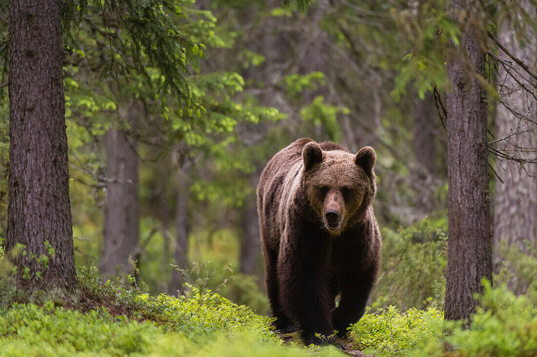 A European brown bear, Ursus arctos arctos, walking in the forest. Kuhmo, Oulu, Finland.