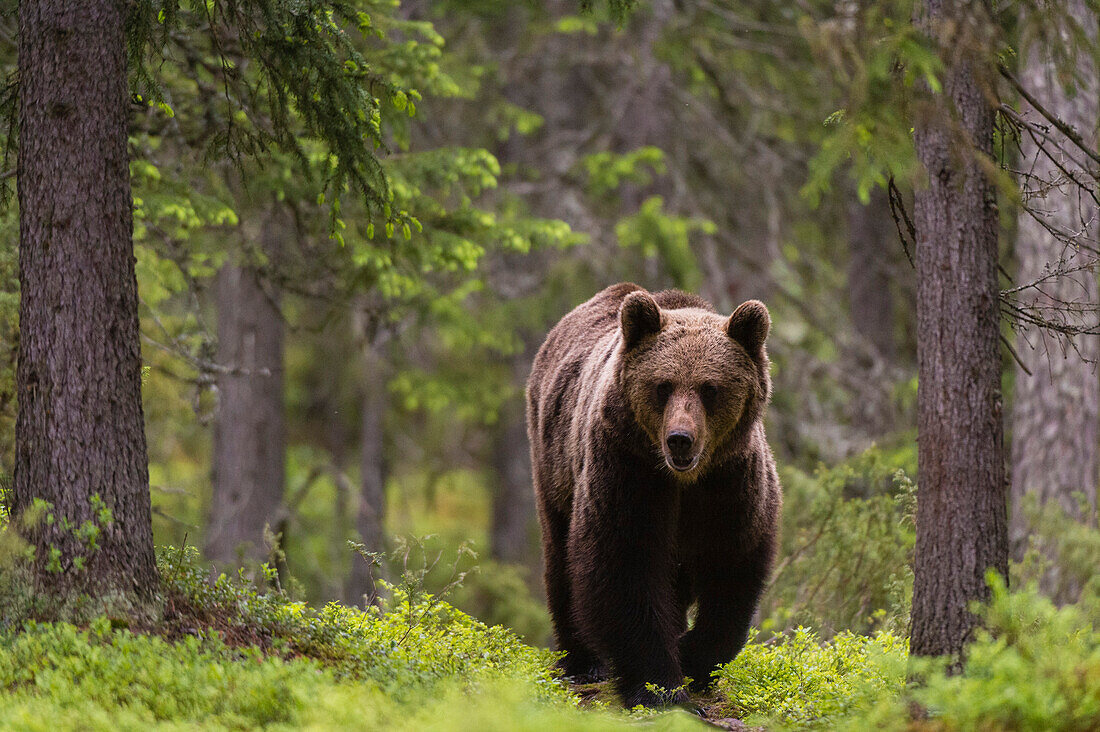 Ein europäischer Braunbär, Ursus arctos arctos, beim Spaziergang im Wald. Kuhmo, Oulu, Finnland.
