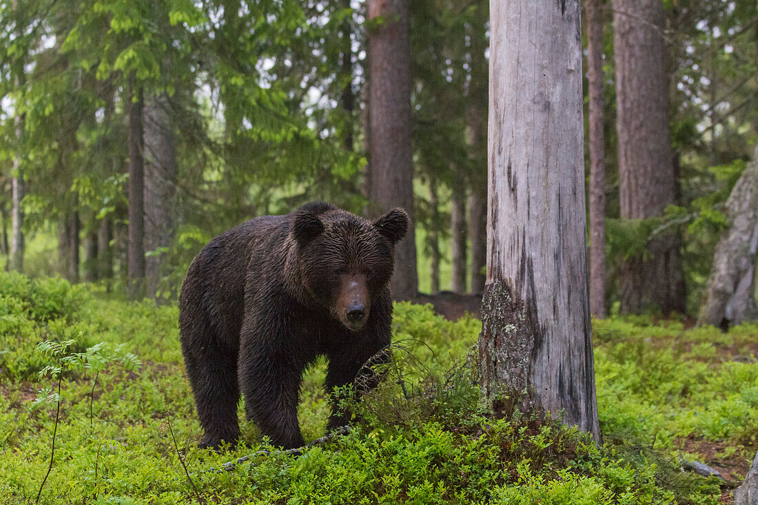 Ein europäischer Braunbär, Ursus arctos arctos, beim Spaziergang im Wald. Kuhmo, Oulu, Finnland.
