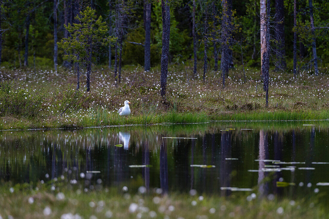 Eine Heringsmöwe, Larus argentatus, an einem Seeufer. Kuhmo, Oulu, Finnland.