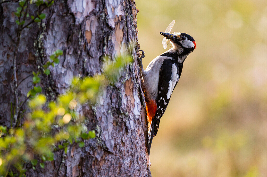 Ein Buntspecht, Dendrocopos major, auf einem Kiefernstamm. Kuhmo, Oulu, Finnland.