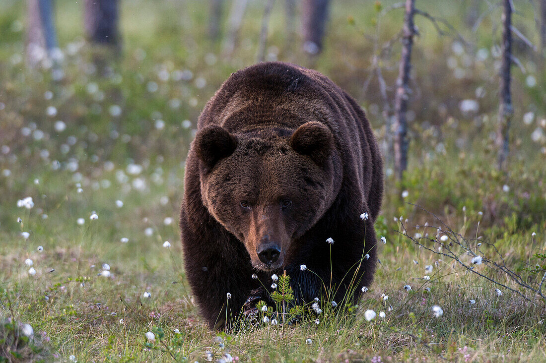 Ein Europäischer Braunbär, Ursus arctos arctos, auf einer Wiese mit blühendem Baumwollgras. Kuhmo, Oulu, Finnland.