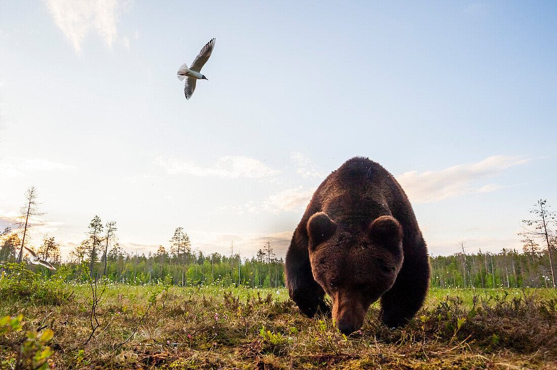 Eine Nahaufnahme eines europäischen Braunbären, Ursus arctos arctos, aufgenommen mit einer ferngesteuerten Kamera. Kuhmo, Oulu, Finnland.