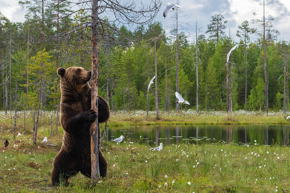 Ein europäischer Braunbär, Ursus arctos, markiert sein Revier, Kuhmo, Finnland. Finnland.