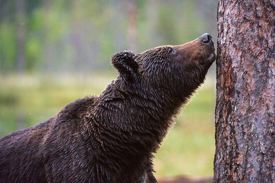 European brown bear, Ursus arctos, Kuhmo, Finland. Finland.