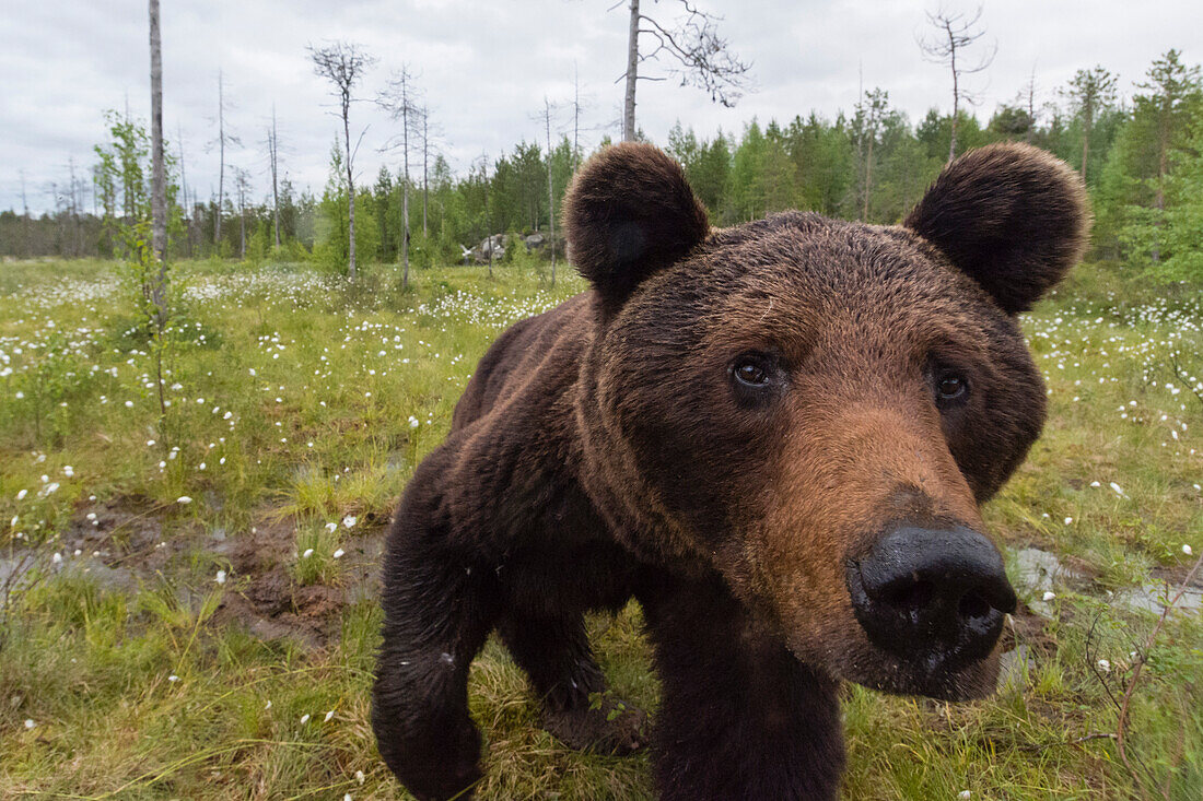 Ein neugieriger europäischer Braunbär, Ursus arctos, bei der Untersuchung einer Kamerafalle, Kuhmo, Finnland. Finnland.