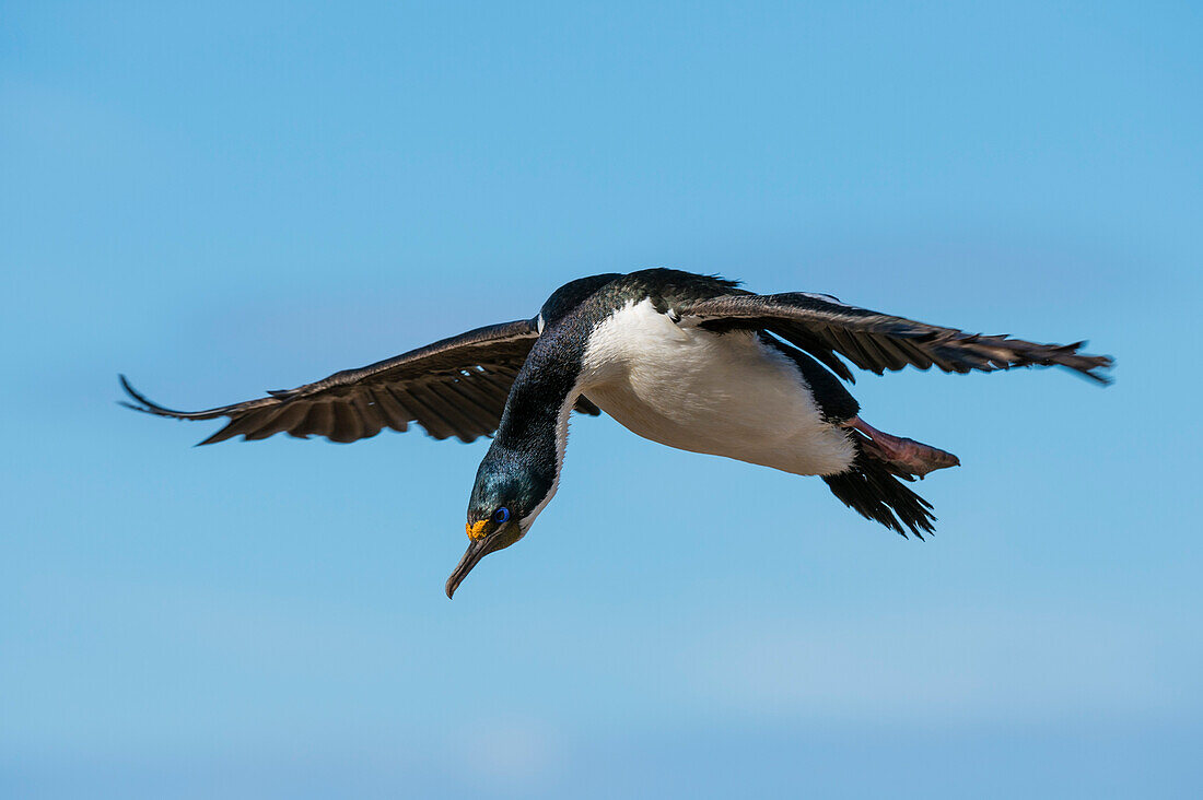 Eine Kaiserscharbe, Leucocarbo atriceps, im Flug. Pebble Island, Falklandinseln