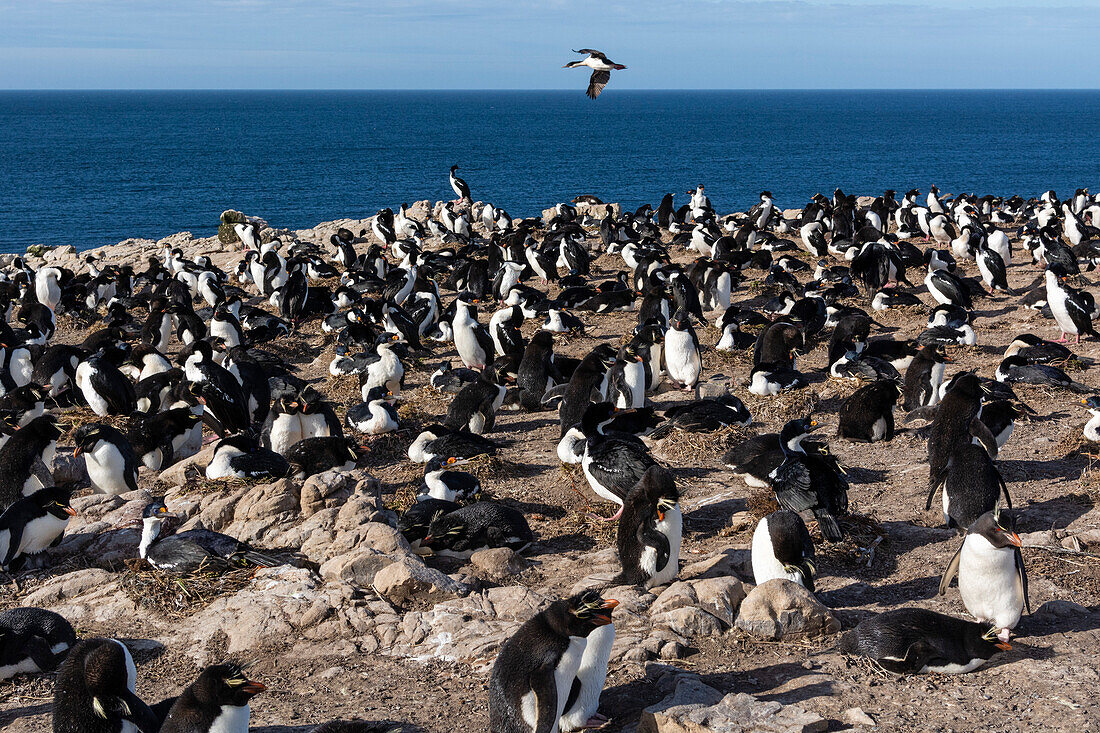 A colony of rockhopper penguins, Eudyptes chrysocome, and imperial shags, Leucocarbo atriceps. Pebble Island, Falkland Islands