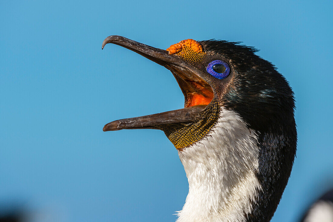 Portrait of an imperial shag, Leucocarbo atriceps. Pebble Island, Falkland Islands