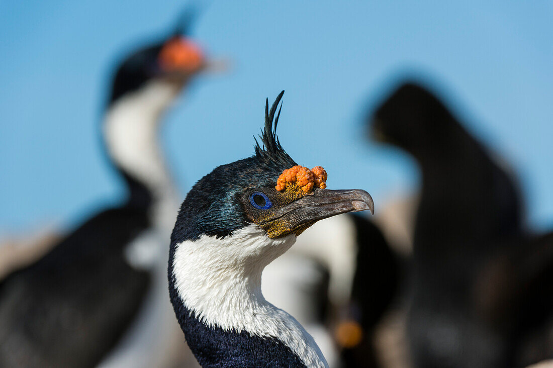 Porträt einer Kaiserscharbe, Leucocarbo atriceps. Pebble Island, Falklandinseln