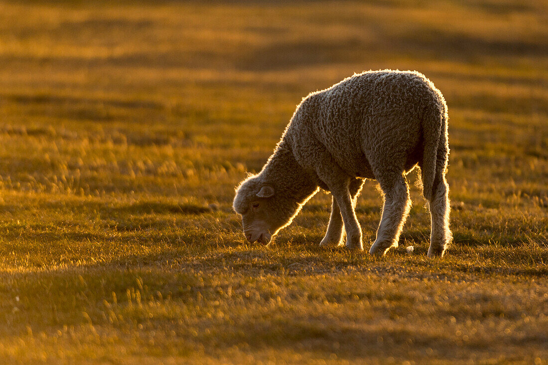 Ein Lamm, Ovis aries, auf einer Wiese bei Sonnenuntergang. Pebble Island, Falklandinseln
