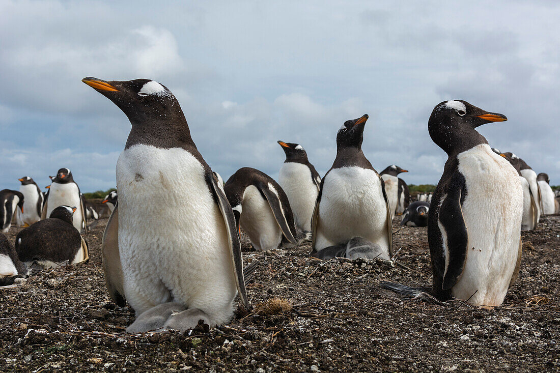 A Gentoo penguin colony, Pygoscelis papua. Sea Lion Island, Falkland Islands