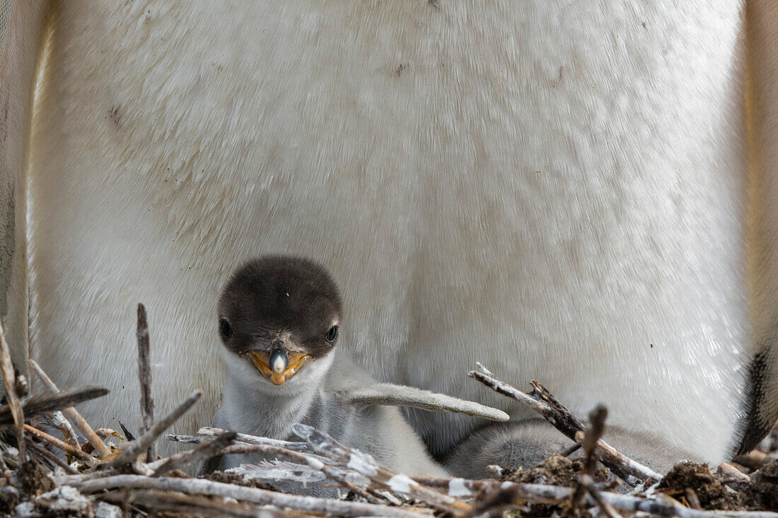 A Gentoo penguin, Pygoscelis papua, with its chick. Sea Lion Island, Falkland Islands