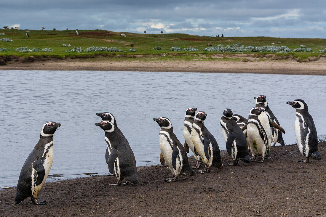 Magellanic penguins, Spheniscus magellanicus, on the edge of a pond. Sea Lion Island, Falkland Islands