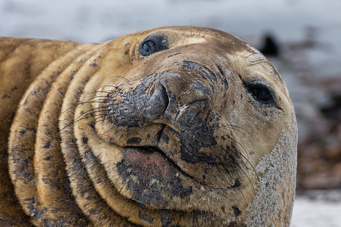 A southern elephant seal , Mirounga leonina, looks into camera. Sea Lion Island, Falkland Islands