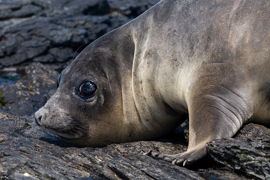 Southern elephant seal, Mirounga leonina Sea Lion Island, Falkland Islands