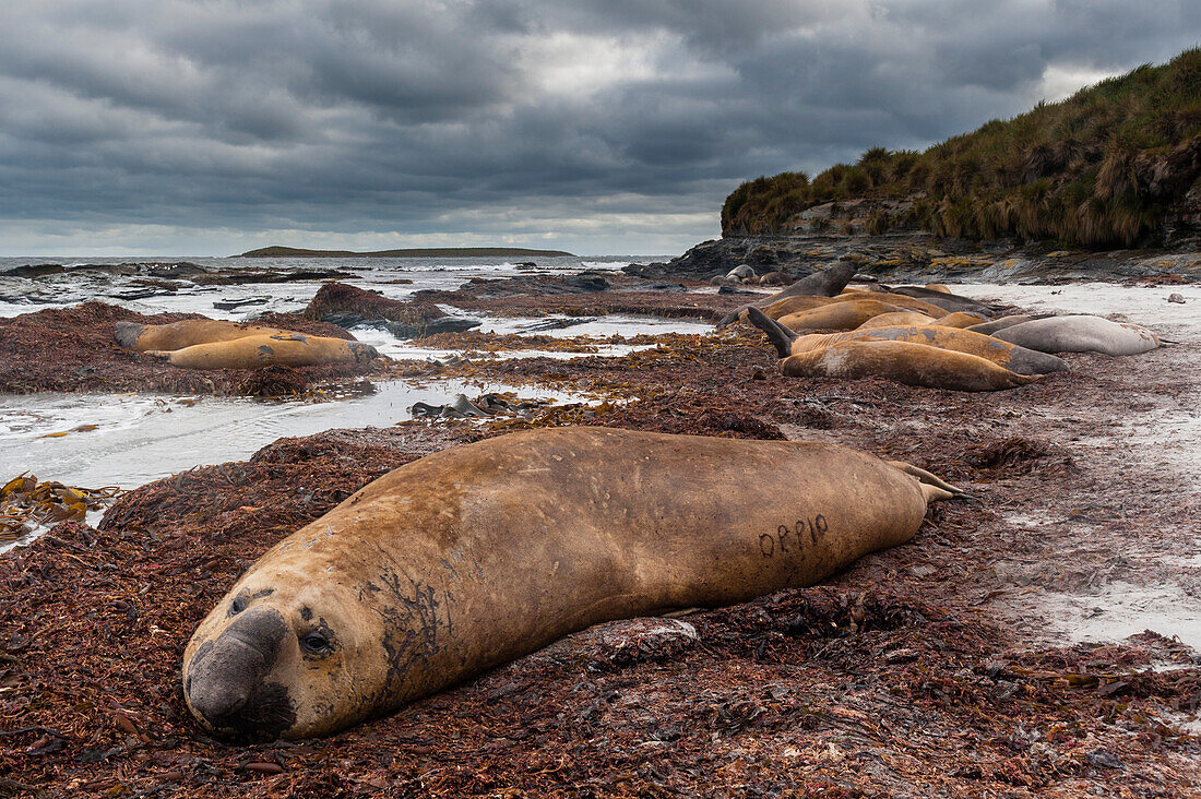 A southern elephant seal, Mirounga leonina. Sea Lion Island, Falkland Islands